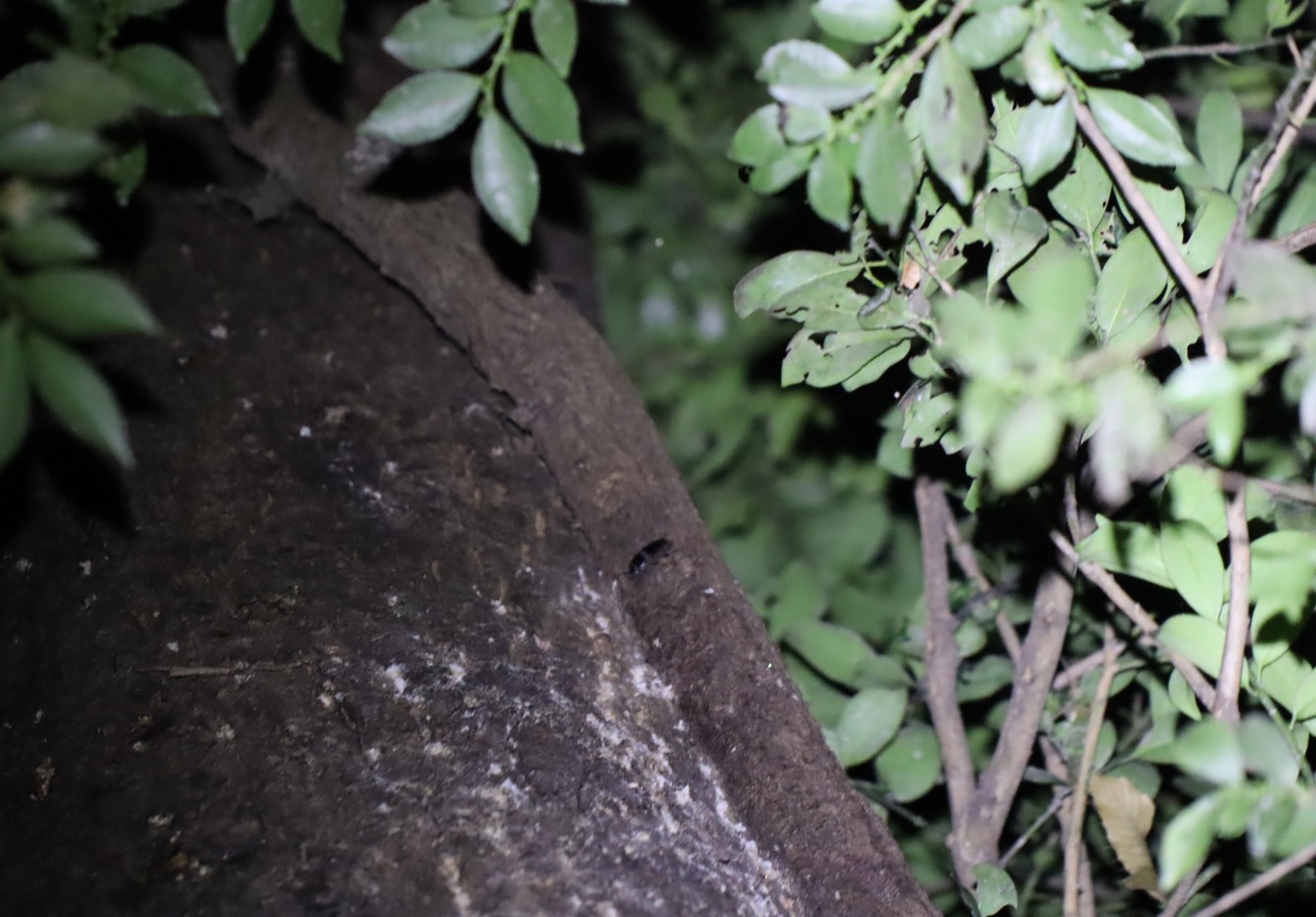 ヒラタ それとも コクワガタの♀_蔦が生えたクヌギ-ほったらかしの森_2023年10月23日18時35分気温14.4度